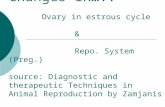 Changes in….. Ovary in estrous cycle & Repo. System (Preg.) source: Diagnostic and therapeutic Techniques in Animal Reproduction by Zamjanis.
