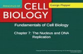 Fundamentals of Cell Biology Chapter 7: The Nucleus and DNA Replication.