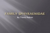 By Travis Rabun.  Class Osteichthyes  Order Perciformes  Family Sphyraenidae  Sphyraena barracuda– The Great Barracuda.