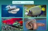 Fishes Lesson 4. -Aquatic vertebrates (they have backbones) -Most have paired fins, scales on some parts of the body, and gills. -Fins are for movement.