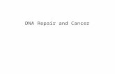DNA Repair and Cancer. Genome Instability Science, 26 July 2002, p. 544.