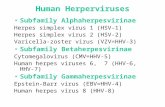 Human Herperviruses Subfamily Alphaherpesvirinae Herpes simplex virus 1 (HSV-1) Herpes simplex virus 2 (HSV-2) Varicella-zoster virus (VZV=HHV-3) Subfamily.