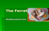 The Ferret Mustela putorius furo. Terminology  Jill/sprite  Hob/gib  Kit/kindling.