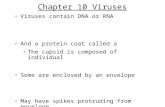 Chapter 10 Viruses Viruses contain DNA or RNA And a protein coat called a The capsid is composed of individual Some are enclosed by an envelope May have.