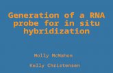 Generation of a RNA probe for in situ hybridization Molly McMahon Kelly Christensen.
