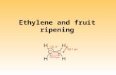 Ethylene and fruit ripening. Ripening Combination of the processes (i.e., not a single process) that occur from the latter stages of growth and development.