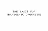 THE BASIS FOR TRANSGENIC ORGANISMS. TRANSFORMATION The incorporation of a piece of naked DNA (not attached to cells) from one organism into the DNA of.