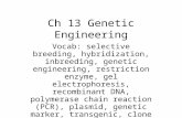 Ch 13 Genetic Engineering Vocab: selective breeding, hybridization, inbreeding, genetic engineering, restriction enzyme, gel electrophoresis, recombinant.