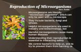 Reproduction of Microorganisms Microorganisms are literally “microscopic organisms”, which can only be seen with a microscope. They include bacteria, fungi.