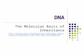 DNA The Molecular Basis of Inheritance  BEA5-C588-4A4E-AB35-0296ED8BE7DB.