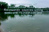 Investigation of Escherichia coli in freshwater sources using membrane filtration and Rep- PCR DNA fingerprinting.