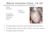 Blood Vessels-Chps. 14-19 Transporting nutrients and oxygen to the tissues Transporting waste products away from the tissues Transporting hormones Powered.