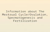Information about The Mestrual Cycle/Ovulation, Spermatogenesis and Fertilization.