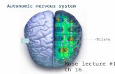 Autonomic nervous system Muse lecture #17 Ch 16 Dilate.