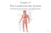 21-1 Chapter 21 The Cardiovascular System Peripheral Circulation and Regulation.