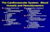 The Cardiovascular System: Blood Vessels and Hemodynamics A. Anatomy of blood vessels 1. Arteries 1. Arteries a. Elastic (conducting) arteries a. Elastic.