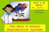 The Male & Female Reproductive Systems Unit 1-12 Notes Mr. Hefti – Pulaski Biology.