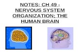 NOTES: CH 49 - NERVOUS SYSTEM ORGANIZATION; THE HUMAN BRAIN.