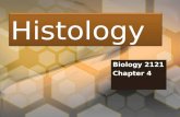 Histology Biology 2121 Chapter 4. Introduction Histology - the study of tissue Four Tissue Types –1. Epithelial –2. Connective Tissue –3. Muscle Tissue.