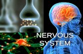 Nervous System NERVOUS SYSTEM. Background and Development  a/em_DisplayAnimation.aspx?gcid=00009 0&ptid=17.