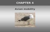 Avian mobility CHAPTER 4. Avian dispersal Definition of dispersal ‘dispersal’ refers to movements that, at the population level, have no fixed direction.
