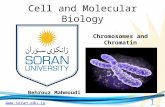 Www.soran.edu.iq Cell and Molecular Biology Behrouz Mahmoudi Chromosomes and Chromatin 1.