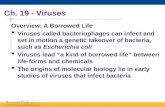Regents Biology Ch. 19 - Viruses Overview: A Borrowed Life  Viruses called bacteriophages can infect and set in motion a genetic takeover of bacteria,