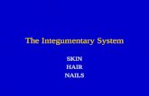 The Integumentary System SKIN HAIR NAILS. Skin Diagram Draw and color a cross-section diagram of the skin. Label and briefly describe each of the.