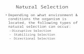 Natural Selection Depending on what environment & conditions the organism is located, the following types of natural selection can occur: – Disruptive.