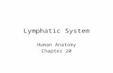 Lymphatic System Human Anatomy Chapter 20. I. The lymphatic system- This system involves a set of vessels that transports tissue fluid back into the blood.