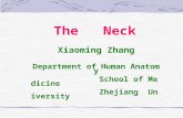 The Neck Xiaoming Zhang Department of Human Anatomy School of Medicine Zhejiang University.