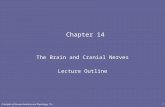Principles of Human Anatomy and Physiology, 11e1 Chapter 14 The Brain and Cranial Nerves Lecture Outline.
