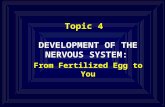 Topic 4 DEVELOPMENT OF THE NERVOUS SYSTEM: From Fertilized Egg to You.