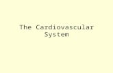 The Cardiovascular System. Mid Session Quiz -25% Next week Will be on WebCT From 5pm 21/8/07  5 pm 24/8/07 Multiple choice and matching Covers all lecture,