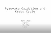 Pyruvate Oxidation and Krebs Cycle Jennifer Agnes Hilary Lucy.