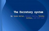 The Excretory system By: Quinn Keller, Madison Skelly, Trinity Collier, and Jeff Cash.
