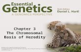 Chapter 3 The Chromosomal Basis of Heredity. Chromosomes The chromosome complement = the complete set of chromosomes of plants and animals The nucleus.