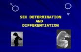 SEX DETERMINATION AND DIFFERENTIATION. Lots to talk about... Gender Determination Gender Differentiation –Gonads –Brain Gender Differences in the HPG.