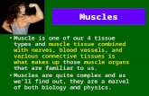 Muscles Muscle is one of our 4 tissue types and muscle tissue combined with nerves, blood vessels, and various connective tissues is what makes up those.