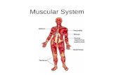 Muscular System. Background Info On average about 40% of the human body weight is muscles. Not only that there are over 30 facial muscles that help create.