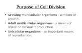 Purpose of Cell Division Growing multicellular organisms - a means of growth. Adult multicellular organisms - a means of repair or asexual reproduction.