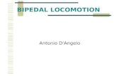 BIPEDAL LOCOMOTION Antonio D'Angelo. BIPEDAL WALKING In recent years the interest to study the bipedal walking has been growing. Also the demand for build.