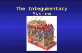 The Integumentary System. GPS Standard SAP2. Students will analyze the interdependence of the integumentary, skeletal, and muscular systems as these relate.