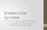 Endocrine System The endocrine system is one of the body’s main systems for communicating, controlling and coordinating the body’s work.