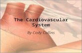 The Cardiovascular System By Cody Collins. Atria heart is made up of four chambers two chambers on each side of the heart, one on the bottom and one on.