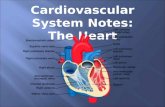 Cardiovascular System Notes: The Heart. The human heart creates enough pressure to squirt blood 30 feet. Interesting Cardiovascular System Facts.