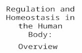 Regulation and Homeostasis in the Human Body: Overview.