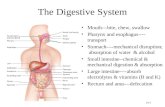 24-1 The Digestive System Mouth---bite, chew, swallow Pharynx and esophagus---- transport Stomach----mechanical disruption; absorption of water & alcohol.