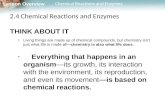 Lesson Overview Lesson Overview Chemical Reactions and Enzymes 2.4 Chemical Reactions and Enzymes THINK ABOUT IT Living things are made up of chemical.