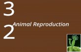 Animal Reproduction 32. Concept 32.1 Reproduction Can Be Sexual or Asexual Asexual reproduction:  requires no mating  does not result in genetic diversity.